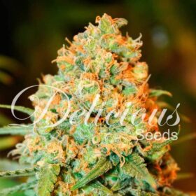 Critical Super Silver Haze Delicious Seeds