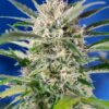 Crystal Candy Auto Sweet Seeds