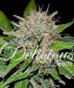 Deep Mandarine CBD Delicious Seeds