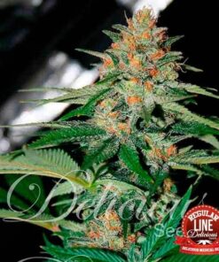 Delicious Candy Regular Delicious Seeds