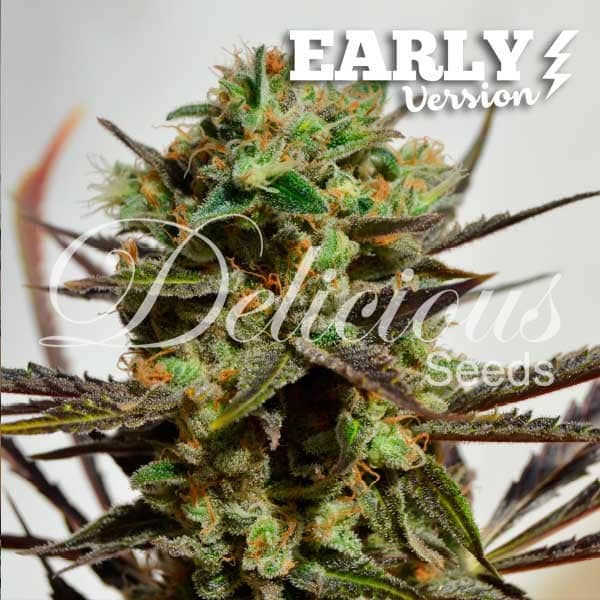 Delicious Candy Early Version Delicious Seeds