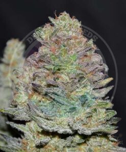 Delicious Cookies Auto Delicious Seeds
