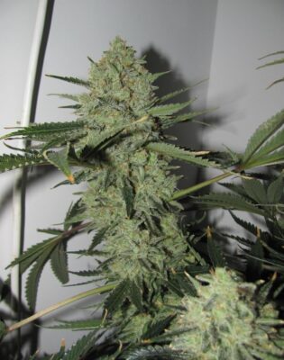Desfran Dutch Passion Seeds