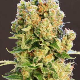 Diesel Glue Kannabia Seeds
