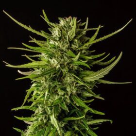 Dosidos Kannabia Seeds