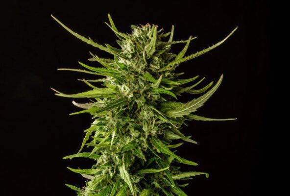 Dosidos Kannabia Seeds