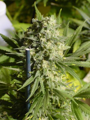 Double Dutch SeriouSeeds