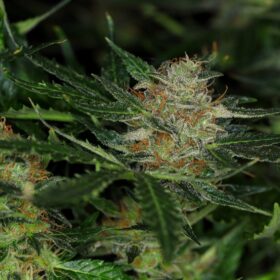 Dream Sherbet Auto Kannabia Seeds