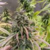 Durban Poison Dutch Passion Seeds