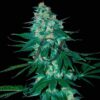 El Alquimista SamsaraSeeds