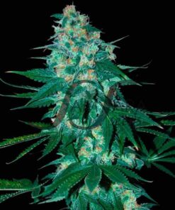 El Alquimista SamsaraSeeds