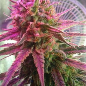Euforia Dutch Passion Seeds