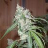Euforia regular Dutch Passion Seeds