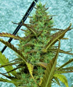 Pete's Cookies Auto SuperSativaSeedClub