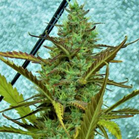 Pete's Cookies Auto SuperSativaSeedClub