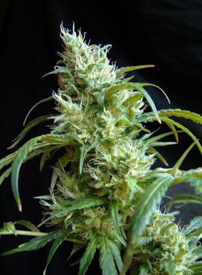 Flash Back #2 Sweet Seeds