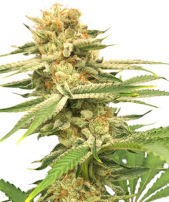 Friesland regular SuperSativaSeedClub