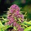 Frisian Dew Dutch Passion Seeds