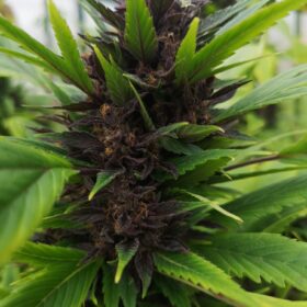 Frisian Duck Dutch Passion Seeds