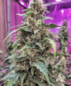 Frosty Friday regular SuperSativaSeedClub