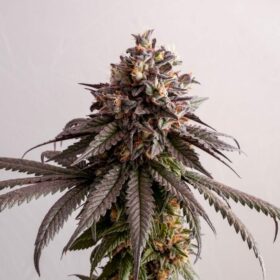 Gelato-K Kannabia Seeds