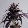 Ginger Punch Auto Kannabia Seeds
