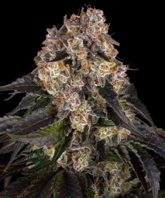 Girl Scout Cookies Barneys Farm Seeds