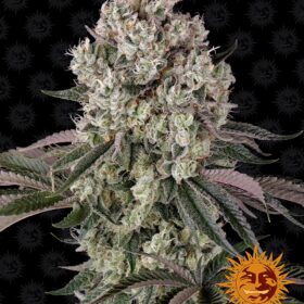 Glookies Barneys Farm Seeds