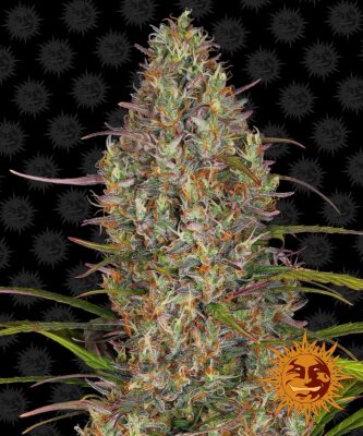 Glue Gelato Auto Barneys Farm Seeds