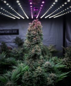 Glueberry OG Dutch Passion Seeds