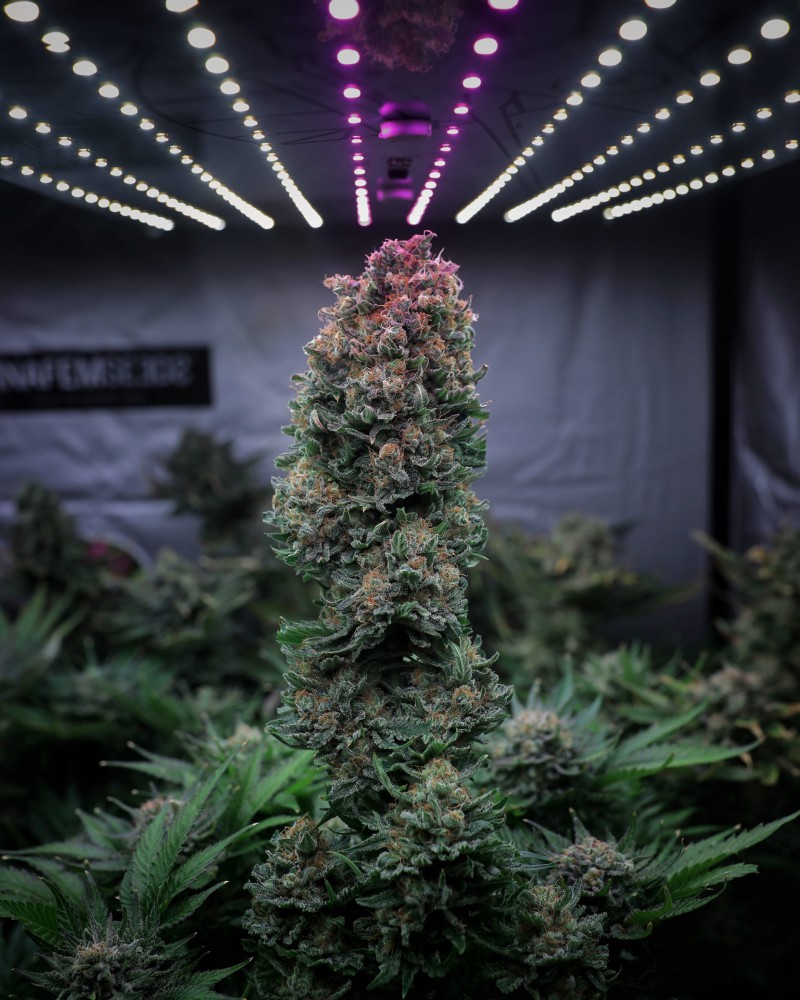 Glueberry OG Dutch Passion Seeds