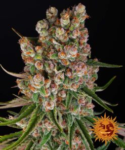 GMO Auto Barney's Farm Seeds