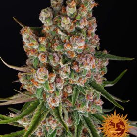 GMO Auto Barney's Farm Seeds