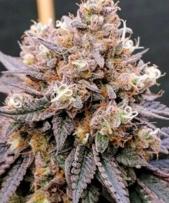 GMO Fast Dutch Passion Seeds
