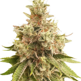 Golden Apple Haze regular SuperSativaSeedClub
