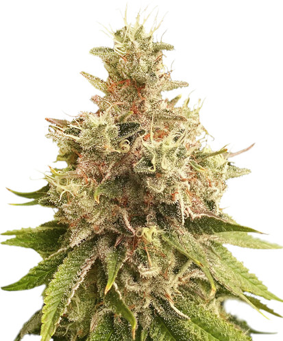 Golden Apple Haze regular SuperSativaSeedClub
