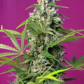 Gorilla Girl Sweet Seeds