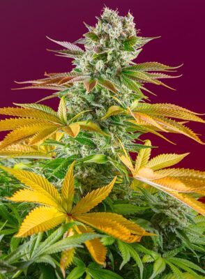 Gorilla Girl Fast Sweet Seeds