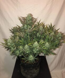 Gorilla Glue Auto — изображение 2