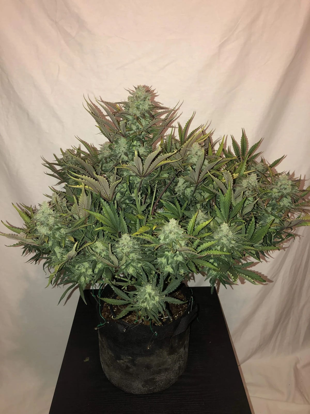 Gorilla Glue Auto — изображение 2