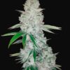 Gorilla Glue Auto Fast Buds Seeds