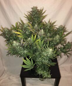 Gorilla Glue Auto — изображение 3