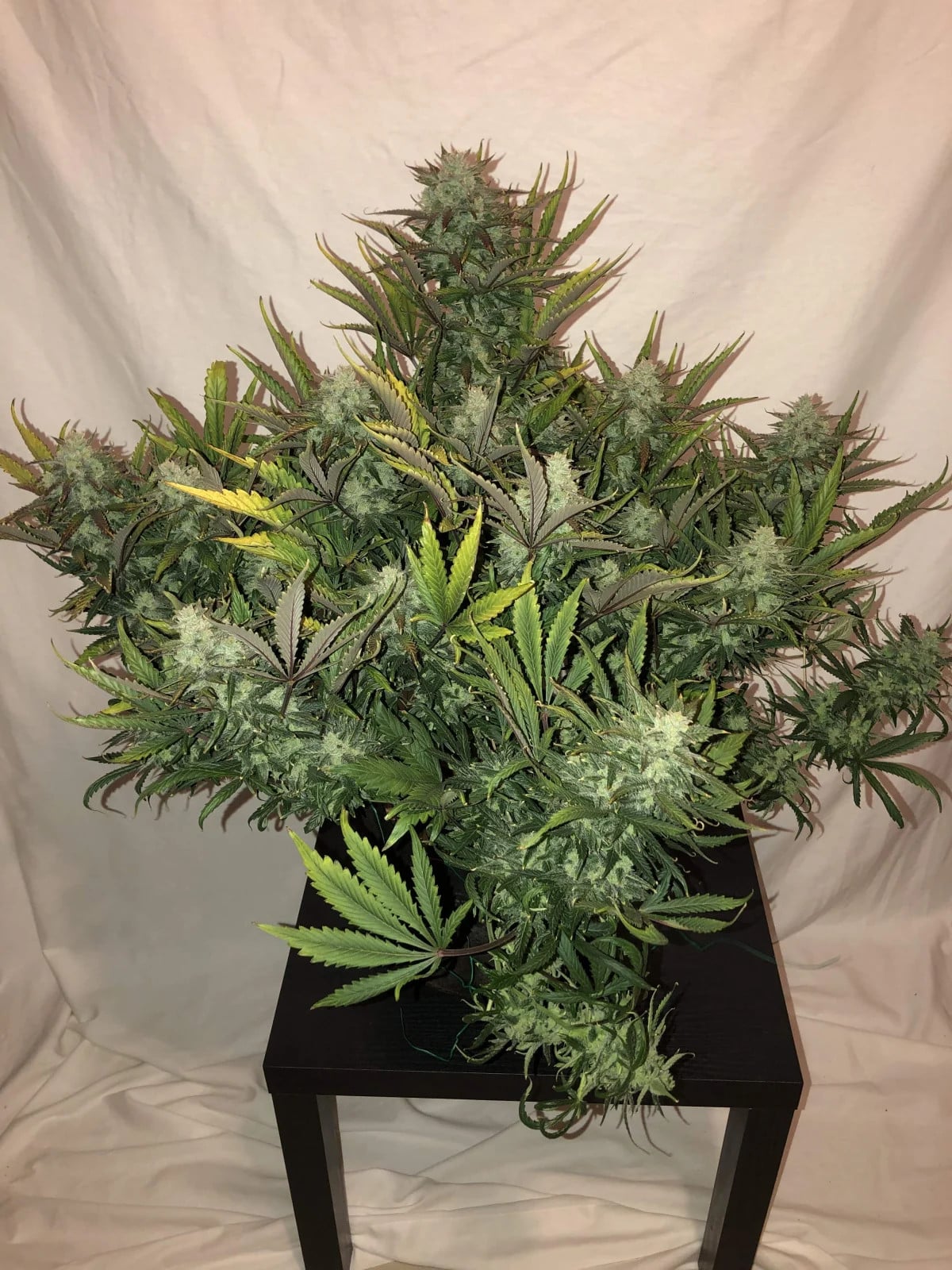 Gorilla Glue Auto — изображение 3