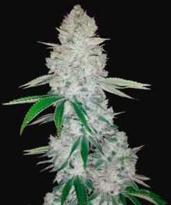 Gorilla Glue Auto Fast Buds Seeds