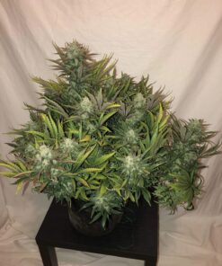Gorilla Glue Auto — изображение 4