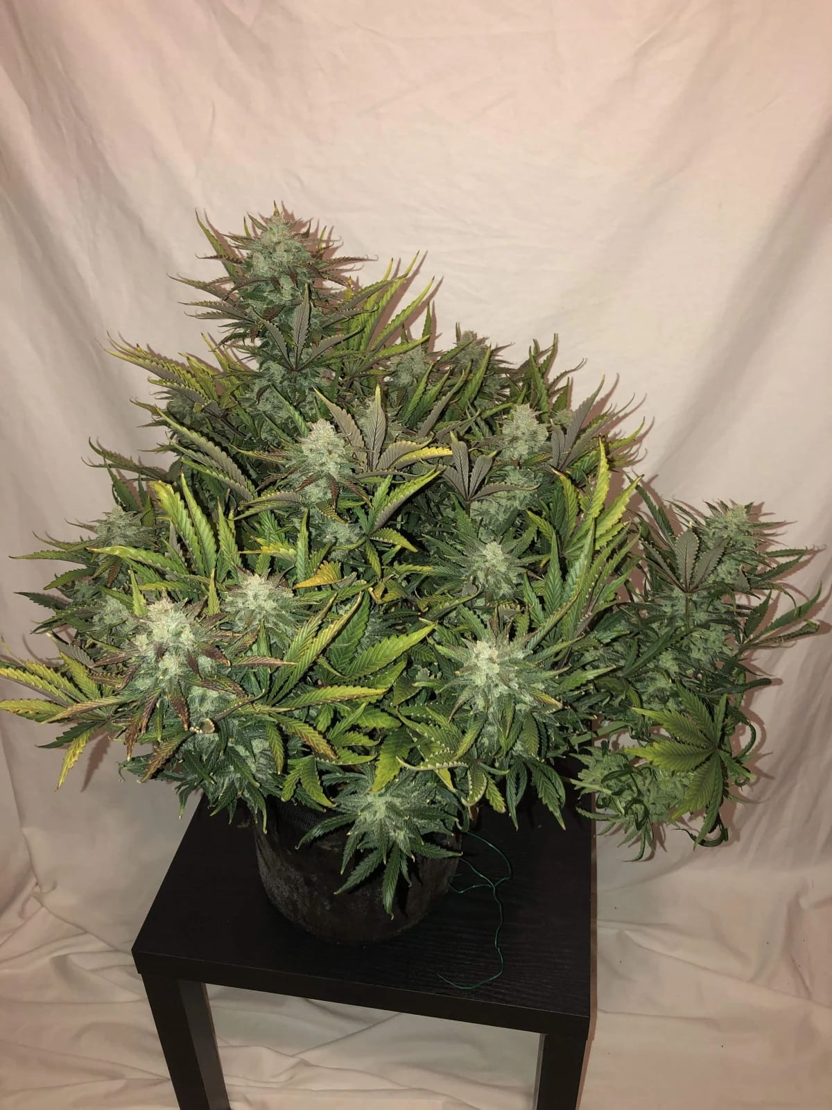 Gorilla Glue Auto — изображение 4