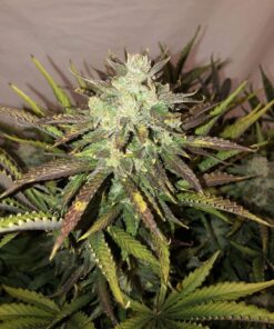 Gorilla Glue Auto — изображение 5