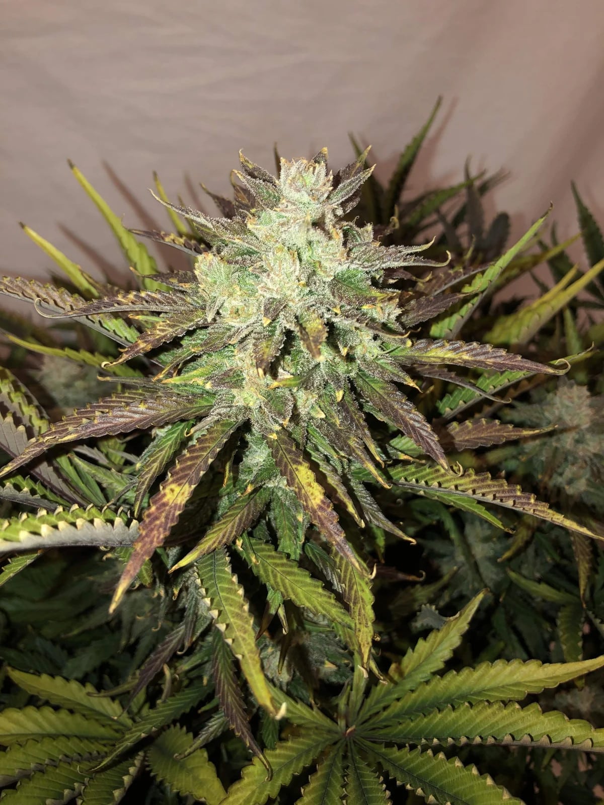 Gorilla Glue Auto — изображение 5