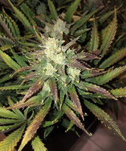Gorilla Glue Auto — изображение 6