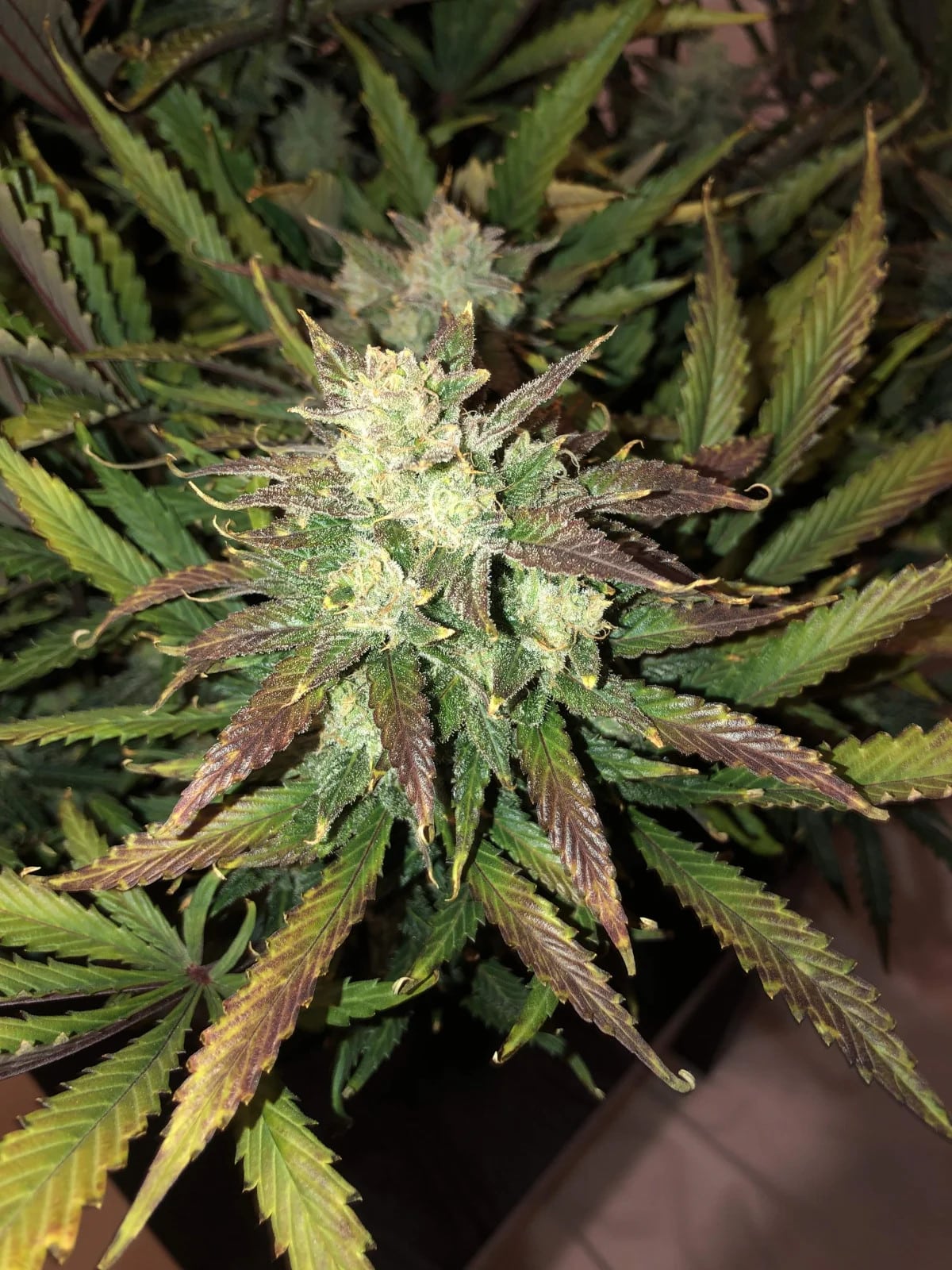 Gorilla Glue Auto — изображение 6